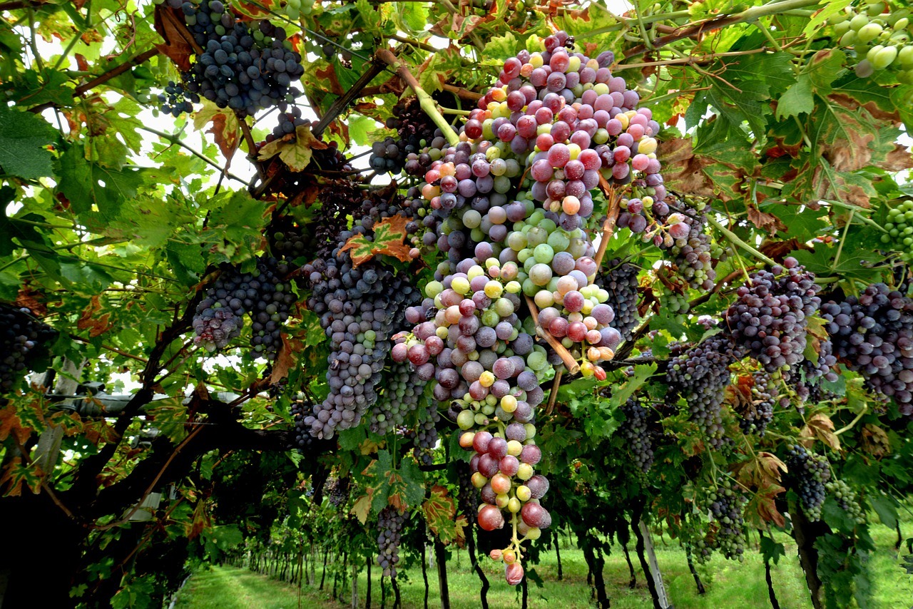 Comment acheter un vignoble ?