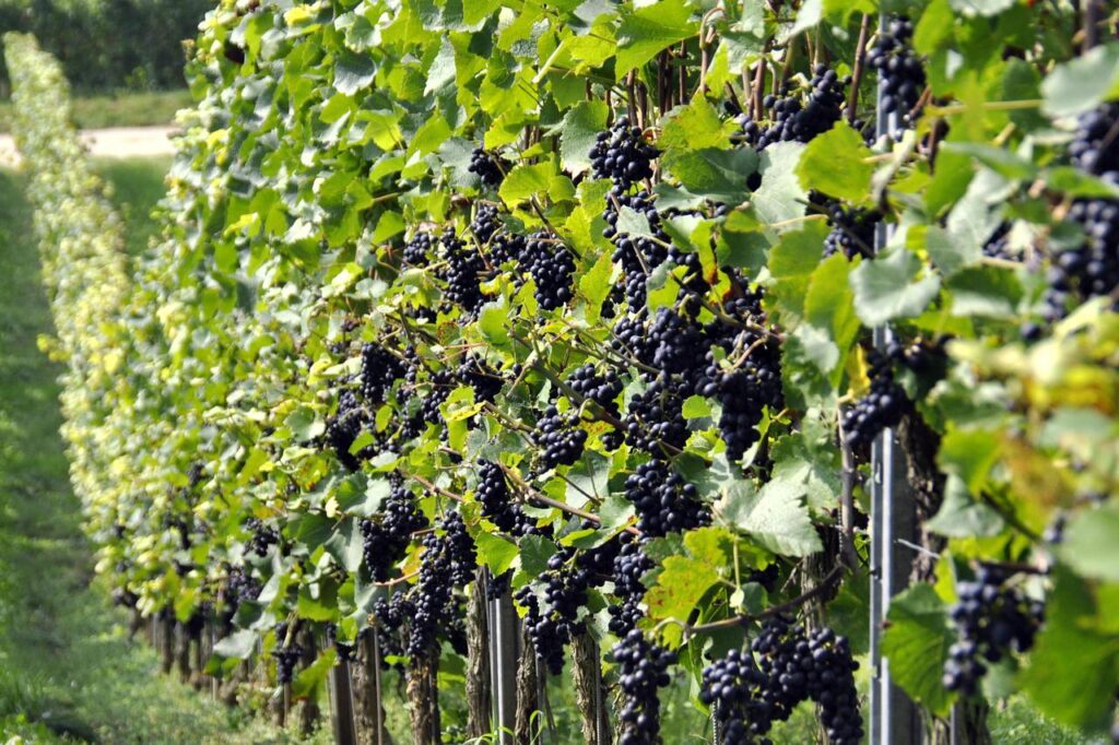 acheter un vignoble
