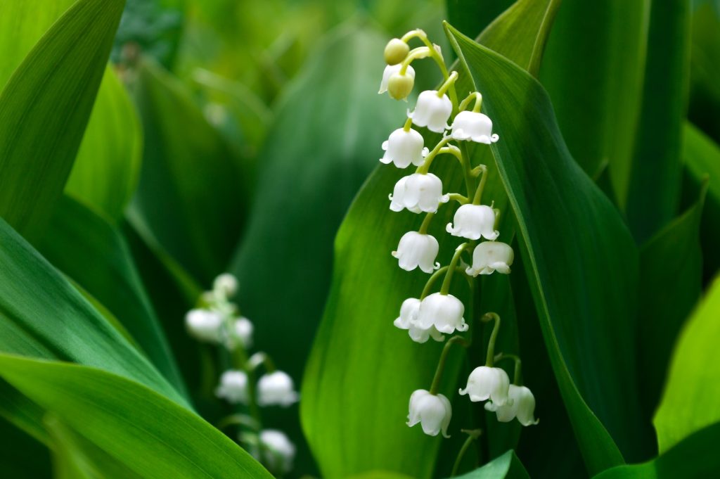 muguet brin