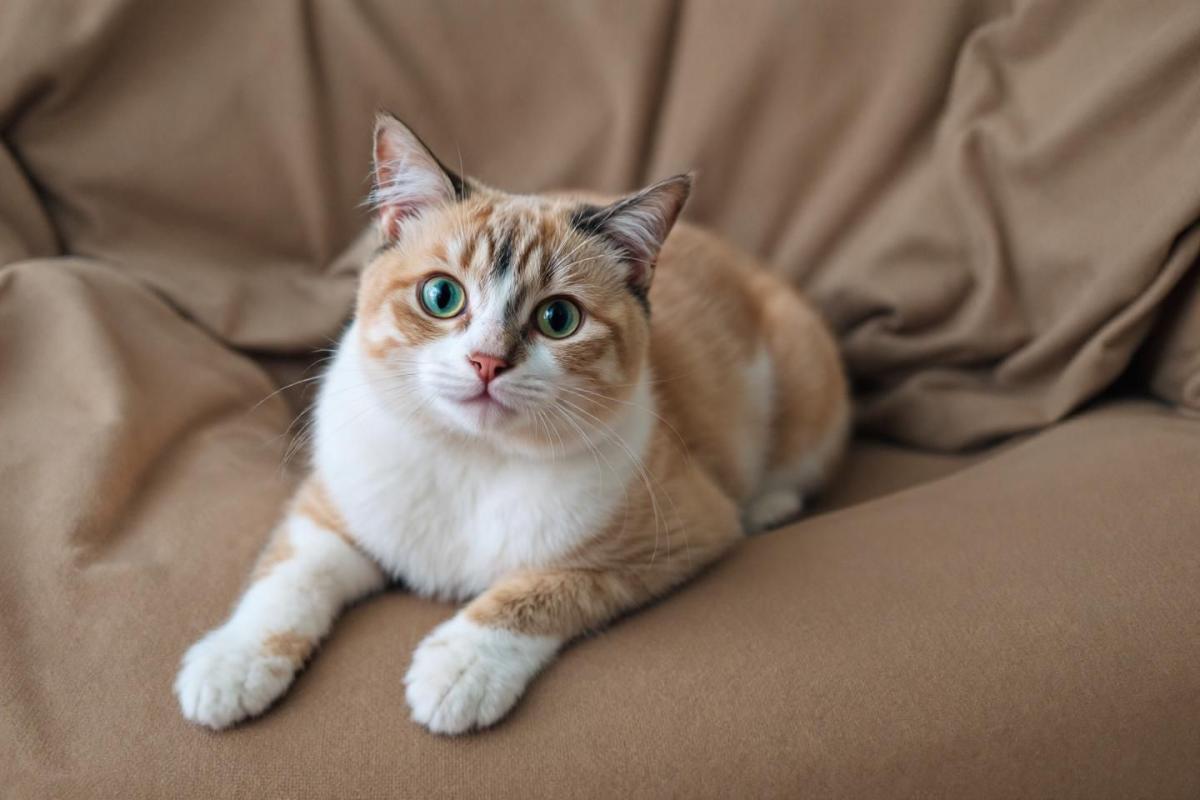Peut-on vendre légalement un chat non LOOF ? Droits et obligations des particuliers